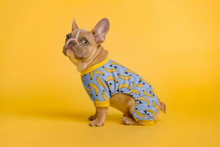 A small dog wearing a blue and yellow pajamas