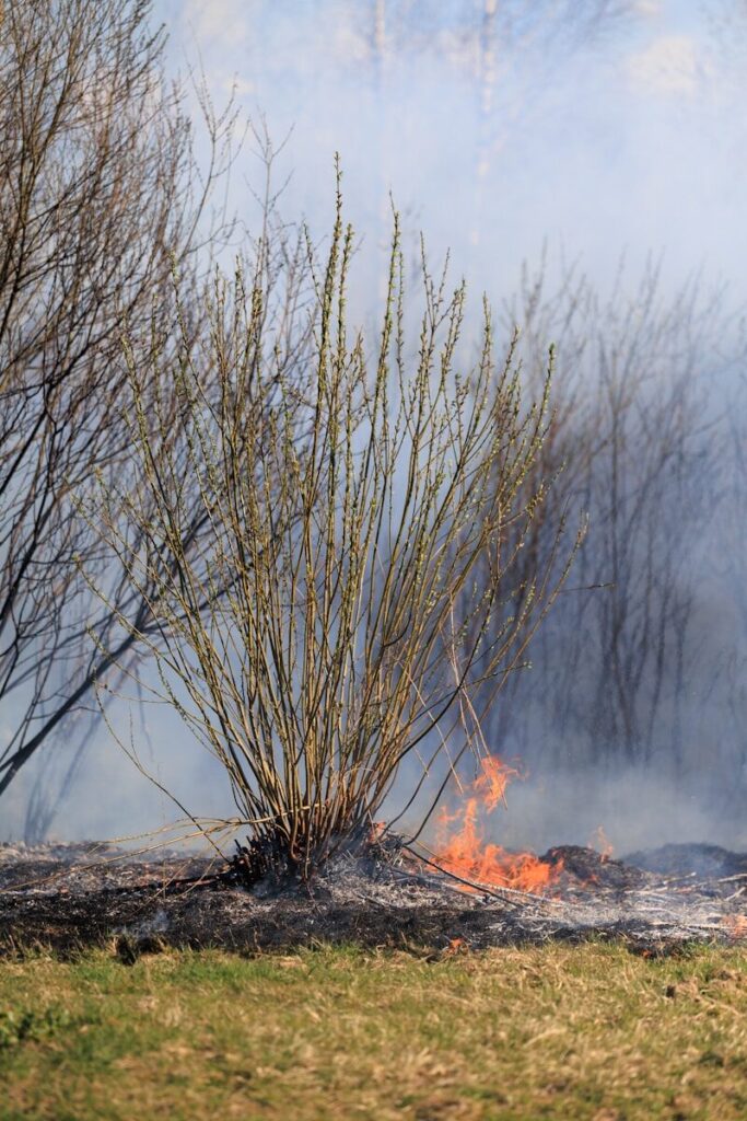 A bush on fire with smoke in the background.